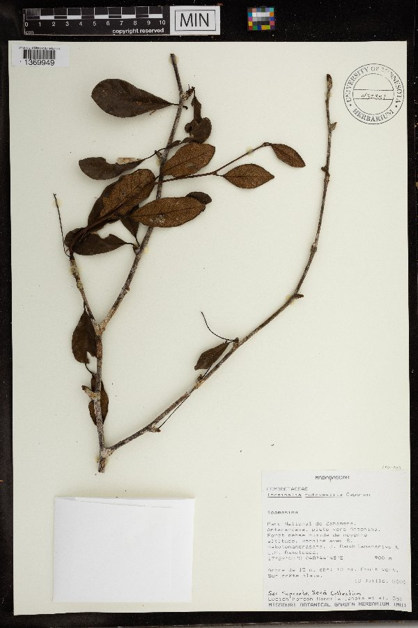 Terminalia rufovestita image