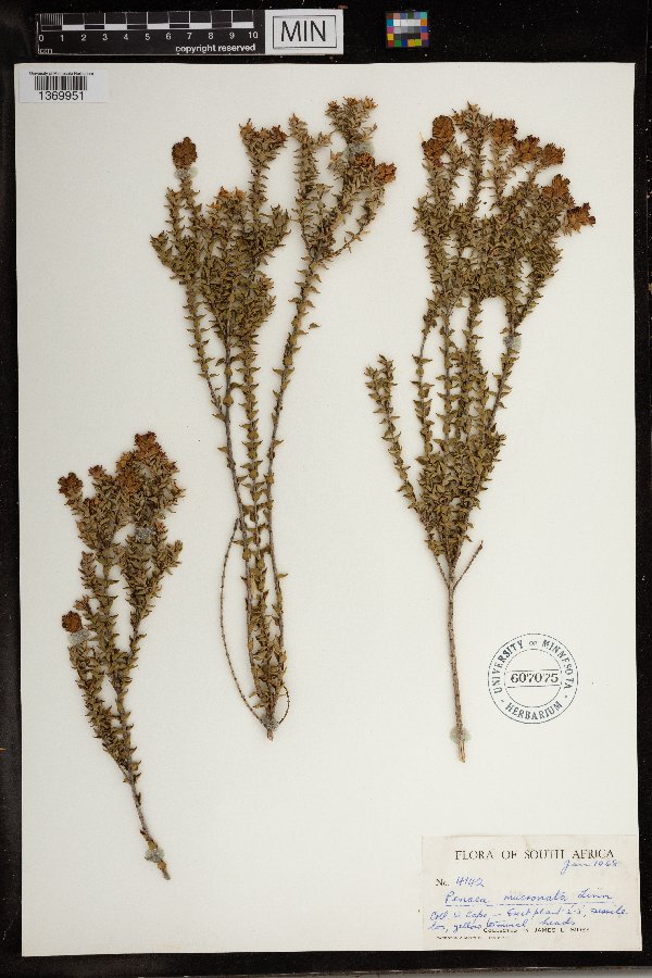 Crypteroniaceae image