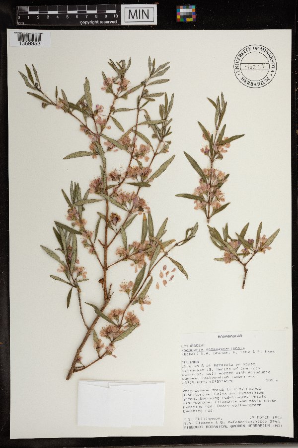 Koehneria madagascariensis image