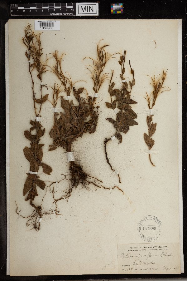 Epilobium parviflorum image