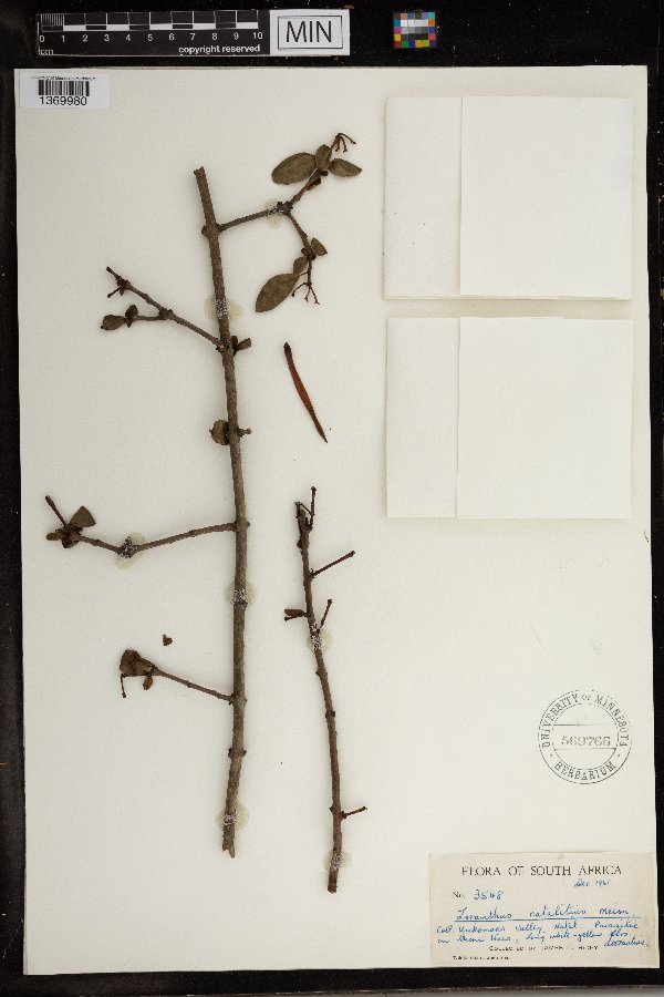 Agelanthus natalitius subsp. natalitius image