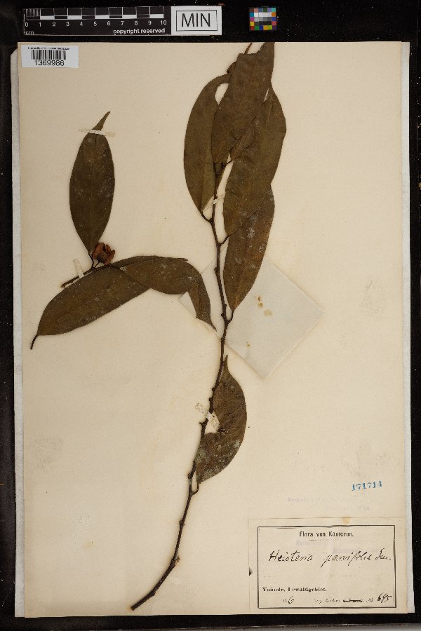 Heisteria parvifolia image