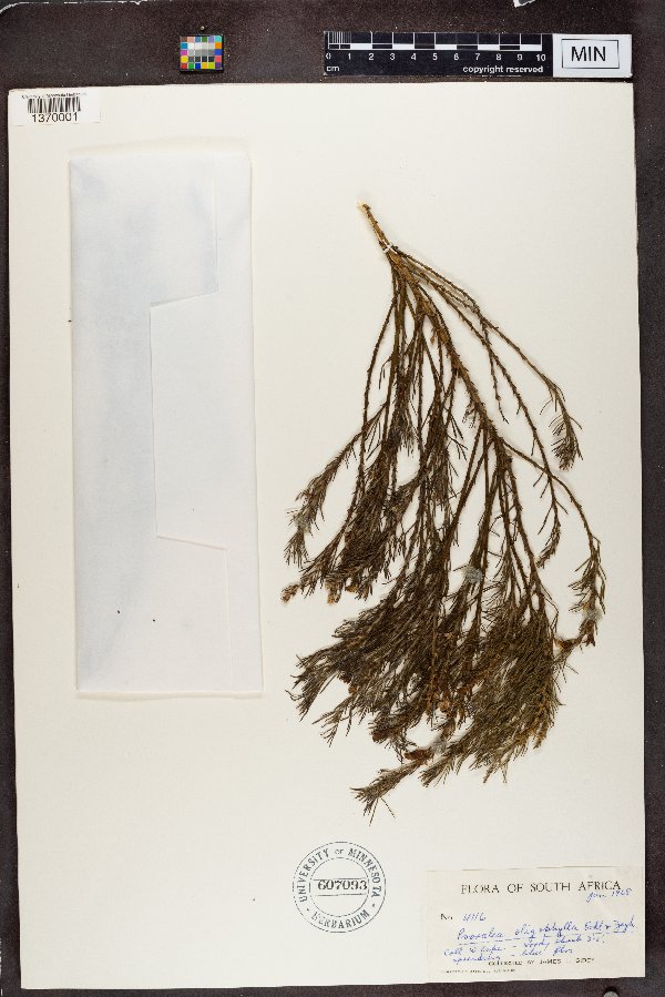 Psoralea oligophylla image