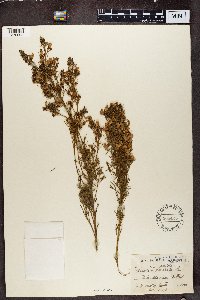 Image of Psoralea pinnata