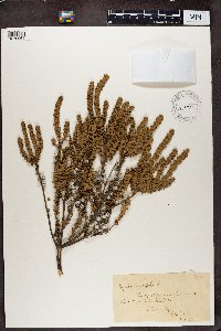 Myrica cordifolia image