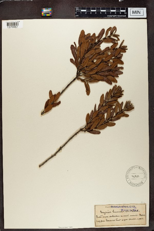 Myrica image