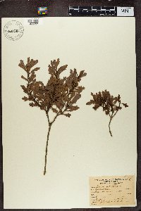 Image of Morella quercifolia
