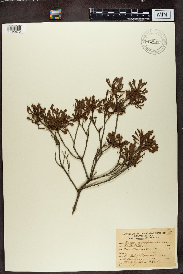 Morella quercifolia image