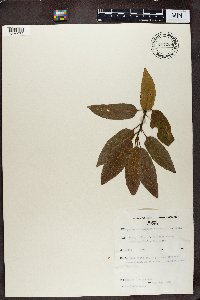 Image of Myrica salicifolia