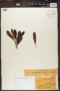 Image of Morella spathulata