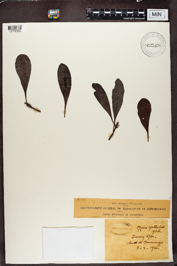 Morella spathulata image