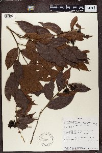 Image of Dactyladenia gilletii