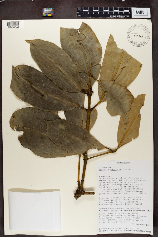 Garcinia pauciflora image