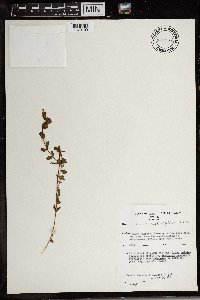 Hypericum peplidifolium image