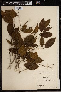 Irvingia gabonensis image