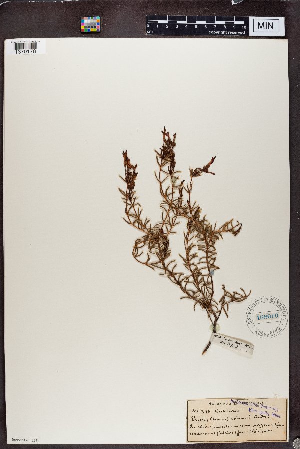 Erica embothriifolia image