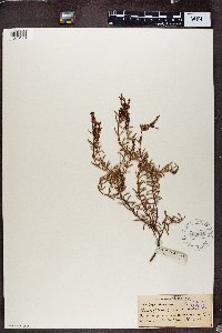 Image of Erica embothriifolia