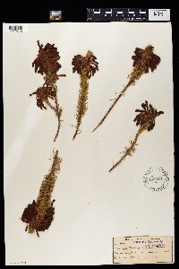 Erica sessiliflora image
