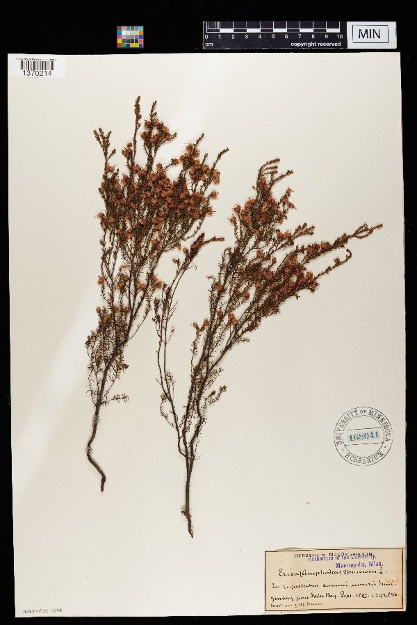 Erica spumosa image