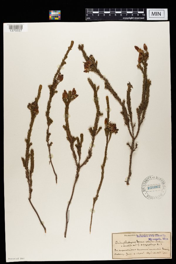 Erica urna-viridis image