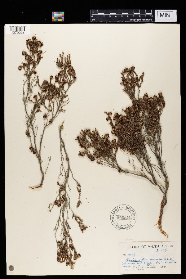Erica image