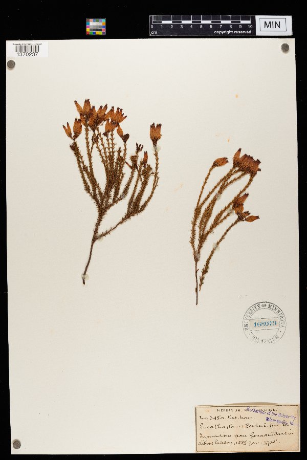 Erica affinis image