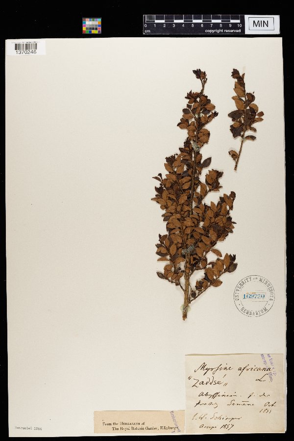 Myrsine africana image