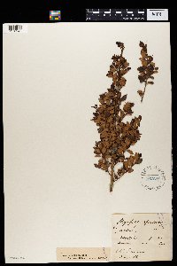 Myrsine africana image