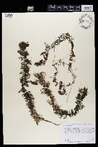 Utricularia vulgaris image