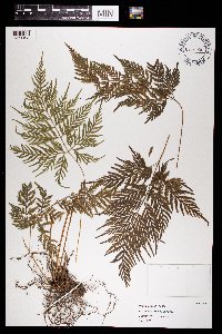 Image of Pteris leptophylla