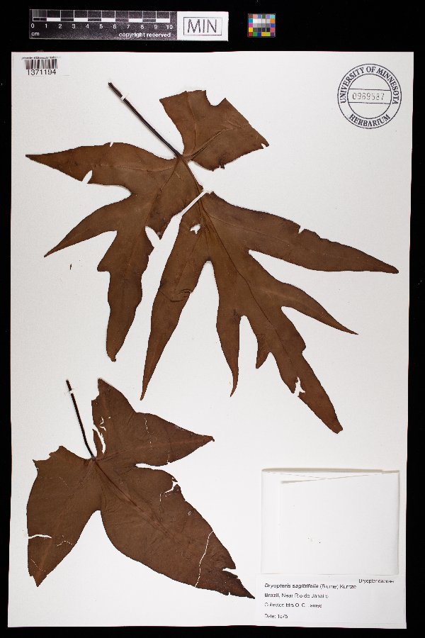 Dryopteris sagittifolia image
