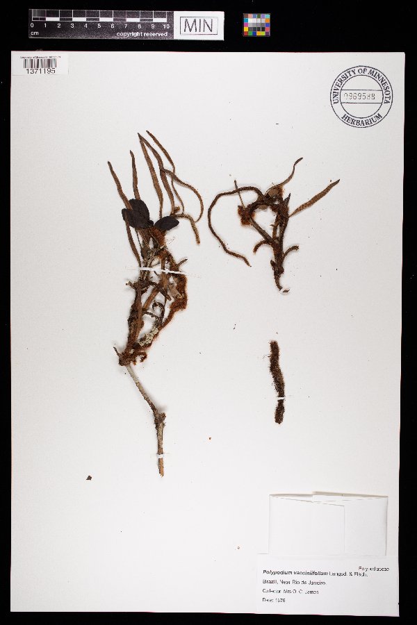 Polypodium vacciniifolium image