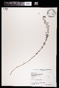 Agalinis purpurea var. parviflora image