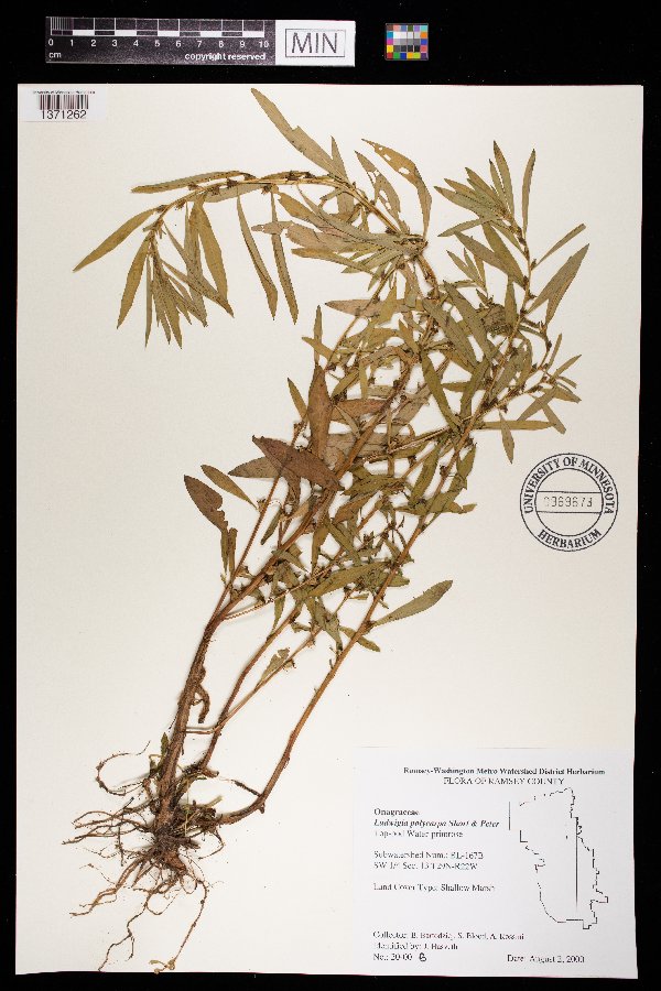 Ludwigia image