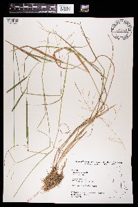 Agrostis scabra image