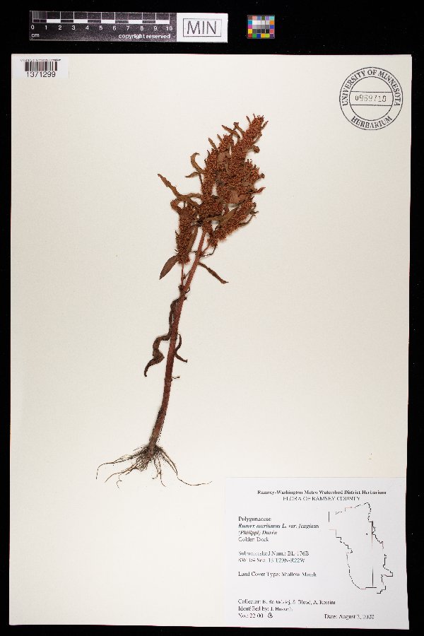 Rumex fueginus image