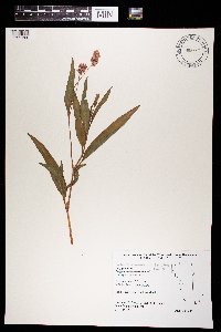 Persicaria pensylvanica image