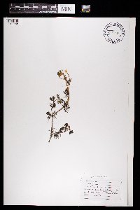 Ranunculus aquatilis var. diffusus image