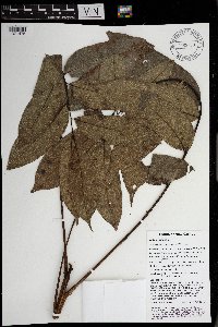 Dracontomelon lenticulatum image
