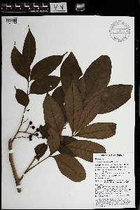 Goniocheton arborescens image