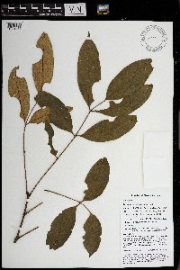 Goniocheton arborescens image