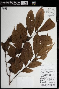 Goniocheton arborescens image