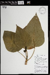 Endospermum moluccanum image