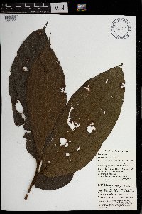 Ficus adelpha image