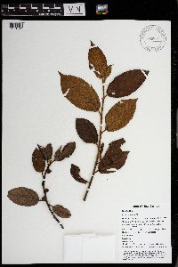 Ficus pleiadenia image