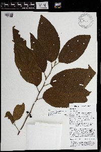 Grewia multiflora image