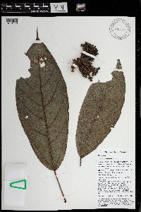 Ficus conocephalifolia image