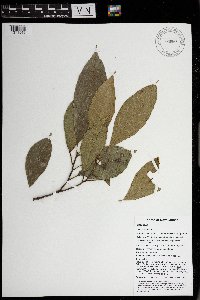 Ficus wassa image