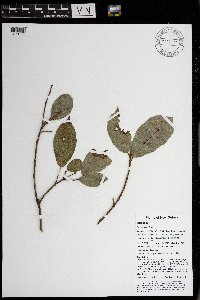 Ficus wassa image