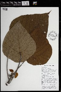 Macaranga tanarius image